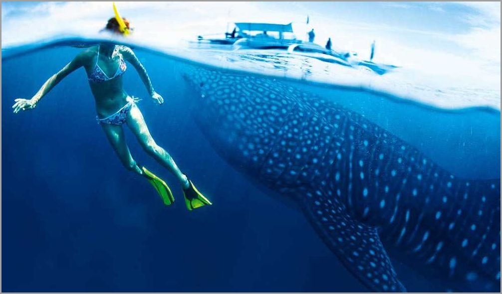 Best Locations to Swim with Whale Sharks - Your Guide to Unforgettable Encounters