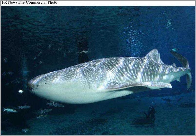 How Many Whale Sharks Are in the Georgia Aquarium in 2022 - Discover the Current Count